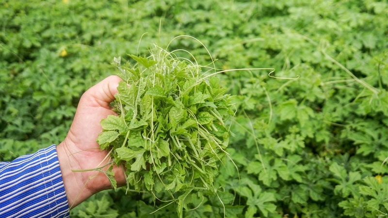 Tắm lá gì trị mụn lưng hiệu quả? Top 7 lá trị mụn lưng tốt nhất 2