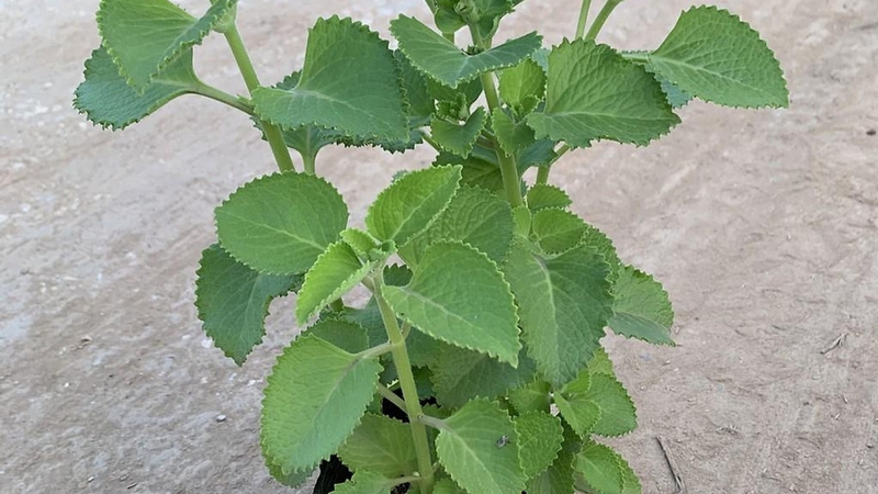 Tắm lá húng chanh cho bé trị ho dứt điểm và những điều mẹ không nên bỏ qua 1