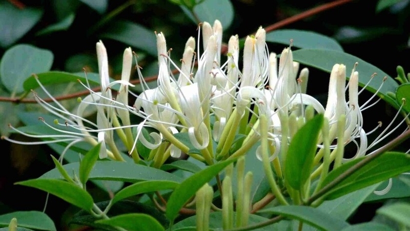 Tắm lá kim ngân có tác dụng gì? Cách sử dụng hiệu quả 4