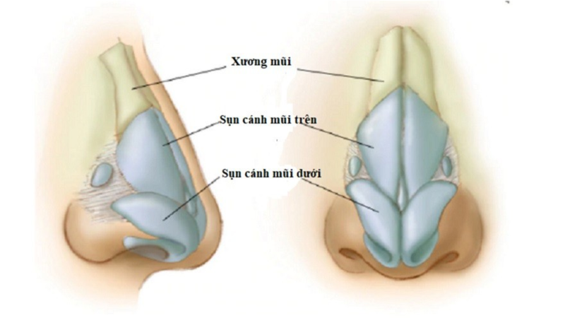 Tầm quan trọng của sụn xương đối với cơ thể 1