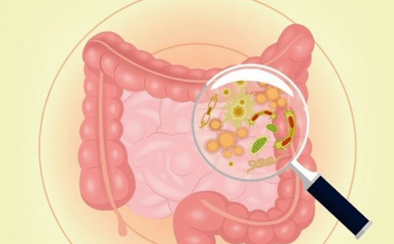 Tầm quan trọng việc bảo vệ khỏe đường ruột cho một cơ thể khỏe mạnh 1