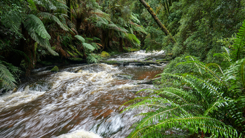 Vắt suối có thể chui vào mũi hoặc họng khi con người tắm suối