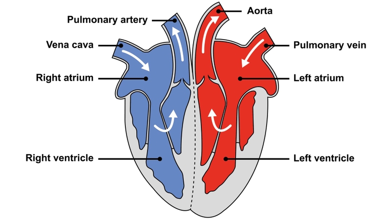 Tâm thất phải giữ vai trò thiết yếu trong duy trì tuần hoàn phổi ổn định