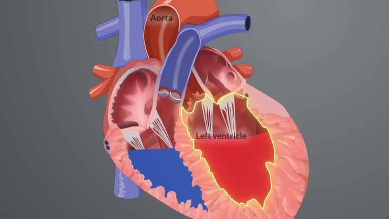 Tâm thất trái nằm dưới vị trí tâm nhĩ trái và bên cạnh tâm thất phải