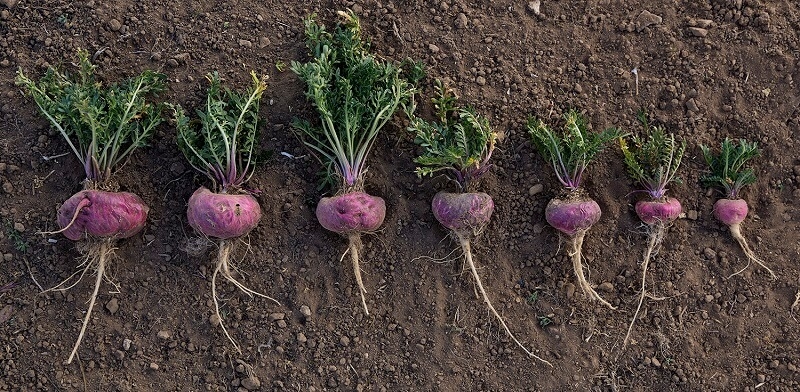 Tăng cường sinh lý nam giới với Kenkan Kaki Ekisu Tohchukasou