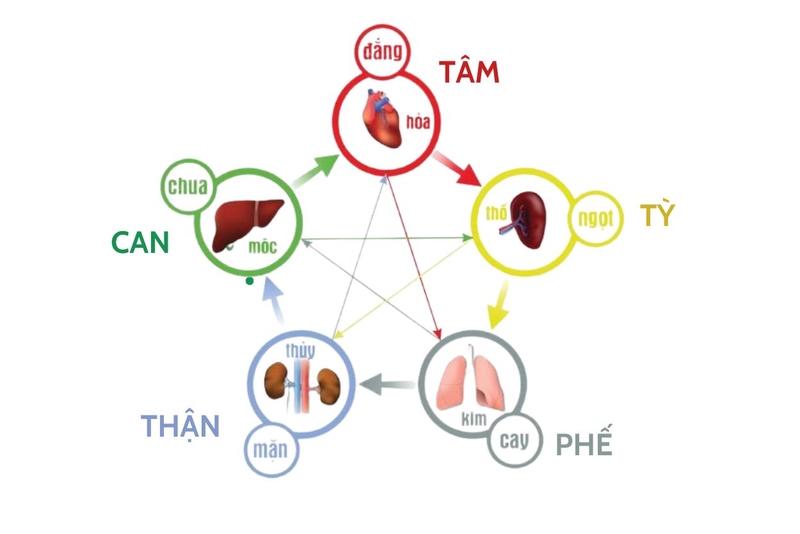 Tạng phế là gì? Tạng phế có chức năng gì? Triệu chứng bệnh ở tạng phế 1