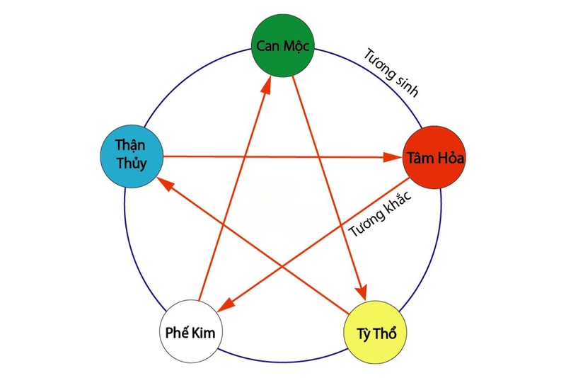 Tạng tỳ là gì? Chức năng của tạng tỳ? Cách bệnh thường gặp ở tạng tỳ 1