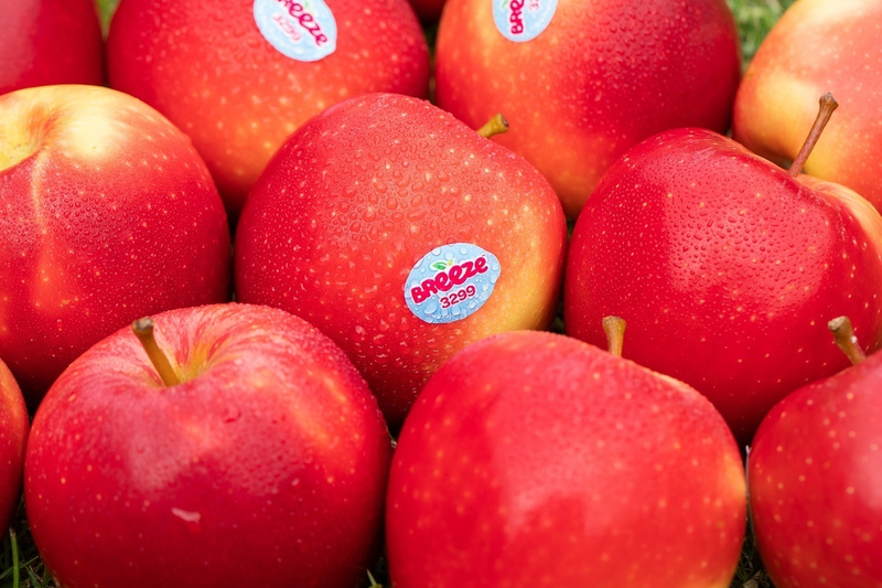 Táo Breeze New Zealand: Đặc điểm và giá trị dinh dưỡng 2