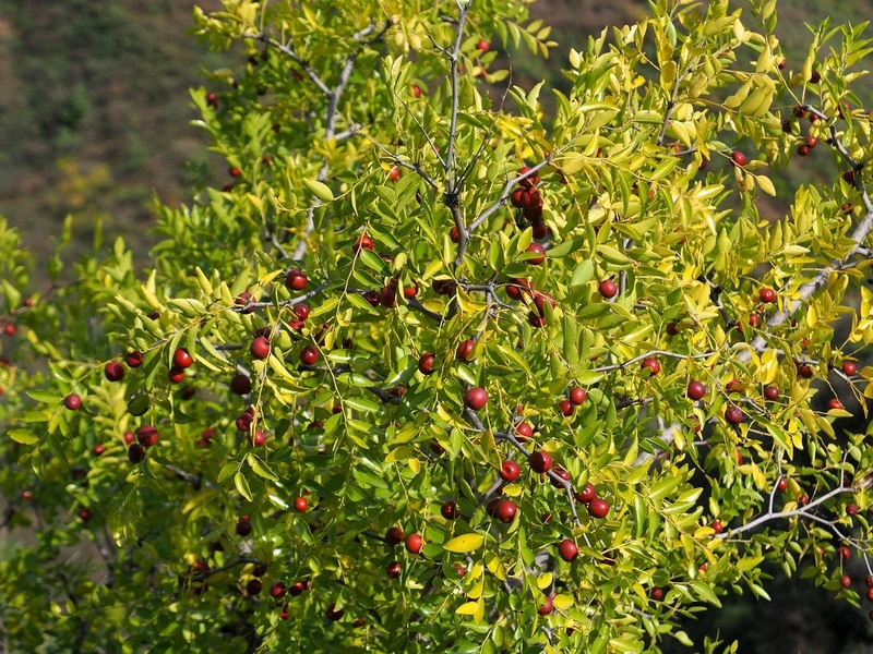 Táo đỏ có tác dụng gì? Mách bạn món ăn dinh dưỡng cùng với táo đỏ 1