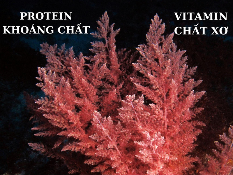 Tảo đỏ Nhật Bản có tác dụng gì và một số điều cần lưu ý khi sử dụng tảo đỏ Nhật Bản 1