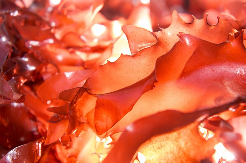 tao-do-nhat-ban-co-tac-dung-gi-va-mot-so-dieu-can-luu-y-khi-su-dung-tao-do-nhat-ban 2.jpg