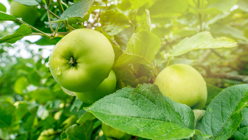 Táo đường là loại táo vỏ xanh, ruột trắng với kích thước lớn