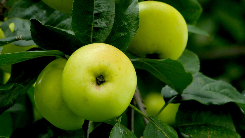 Theo dõi phản ứng cơ thể khi ăn táo đường