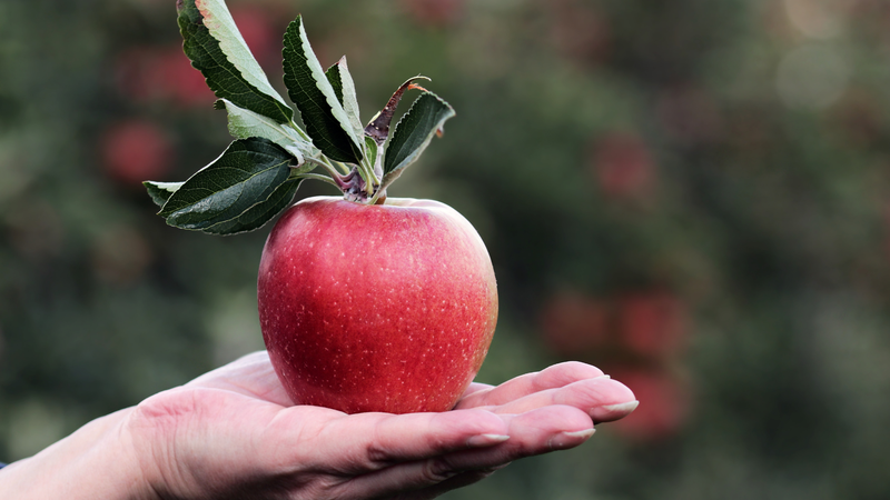 tao-fuji-la-tao-gi-cach-phan-biet-cac-loai-tao-fuji-hien-nay 1.png