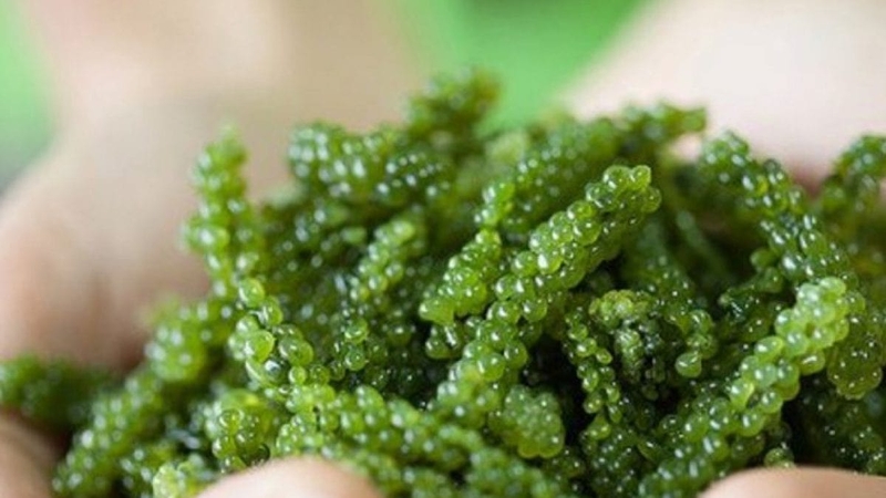 Tảo Spirulina chứa nhiều hàm lượng dinh dưỡng cao vượt bậc