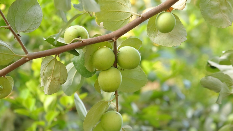 Táo ta: Loại quả giàu vitamin gấp 7-10 lần quả cam 1