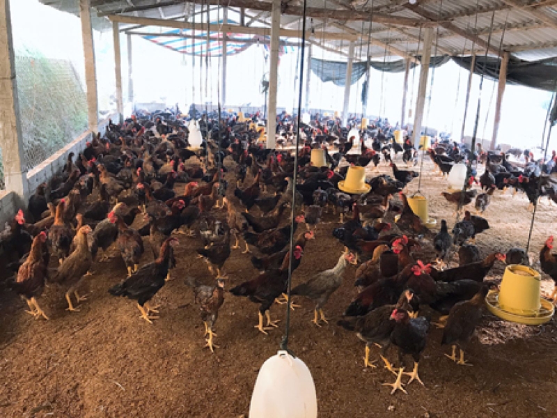 Tập trung phòng virus corona, đừng quên mối đe dọa từ cúm gia cầm 1