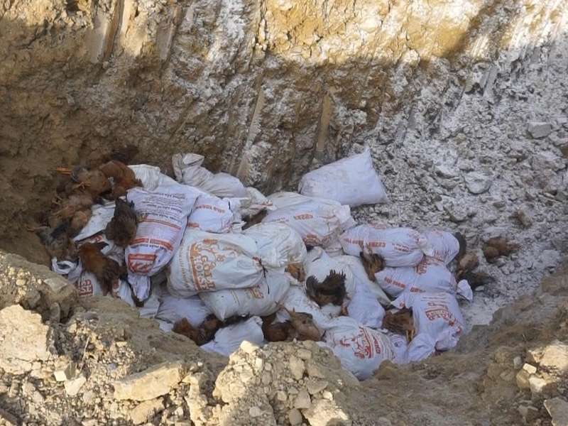 Tập trung phòng virus corona, đừng quên mối đe dọa từ cúm gia cầm 3