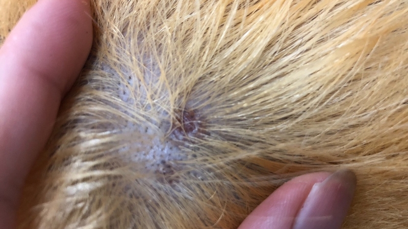 Tẩy tóc bị bỏng da đầu phải làm sao? 1