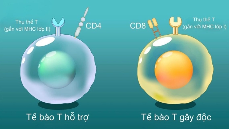 Tế bào T hỗ trợ có chức năng vô cùng quan trọng trong cơ thể