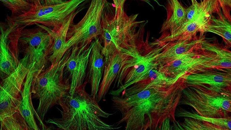 te-bao-dai-nhat-trong-co-the-nguoi-la-te-bao-nao 1.jpg