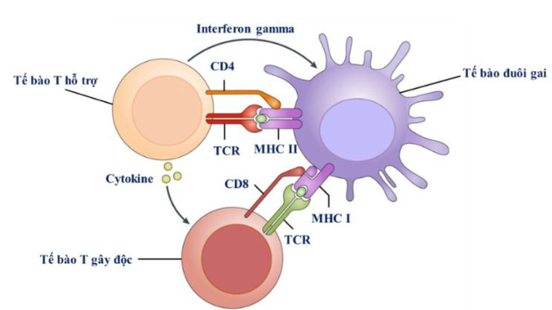 Tế bào đuôi gai chìa khóa kích hoạt hệ miễn dịch và hỗ trợ điều trị ung thư 2