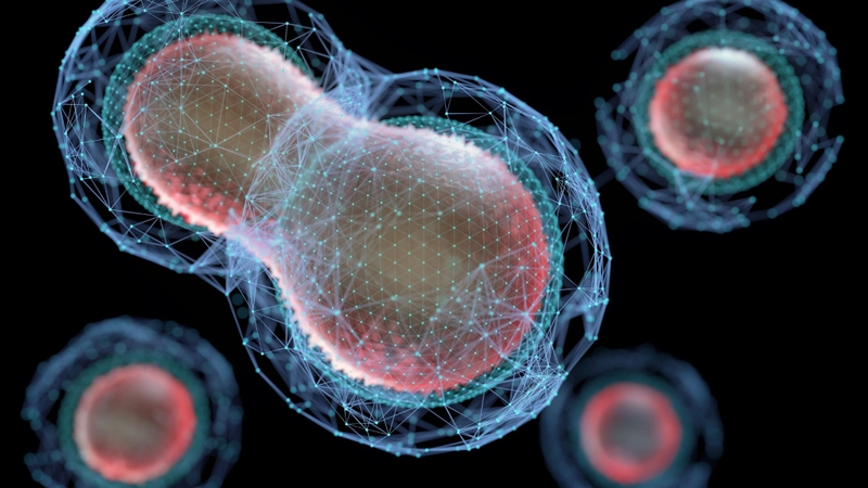 Tế bào gốc đơn năng có khả năng phân chia theo kiểu bất đối xứng