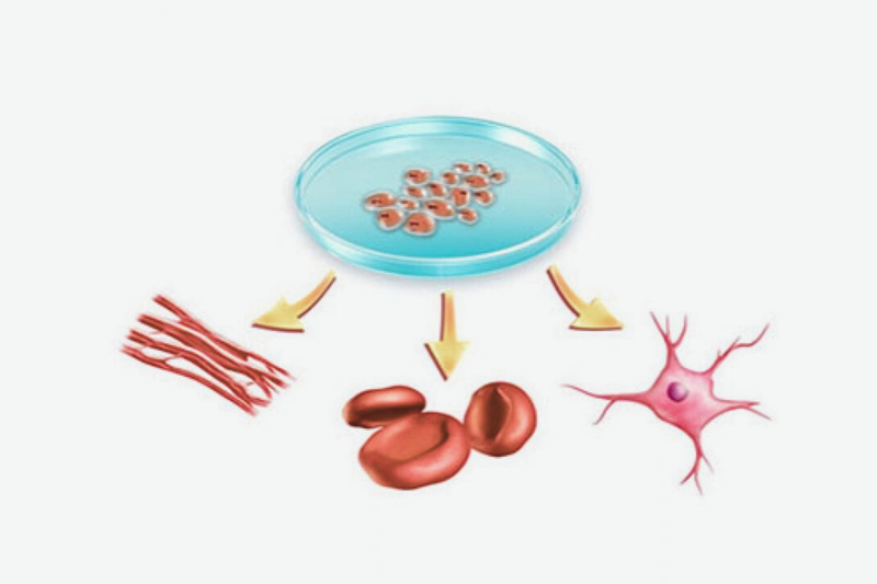 te-bao-goc-phoi-khai-niem-dac-tinh-va-nhung-tranh-cai-trong-y-hoc 2.png