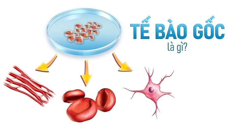 Tế bào gốc stem cell 1