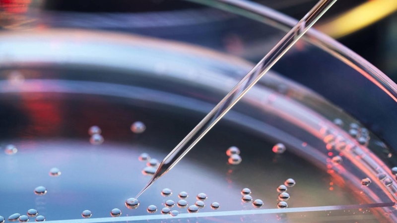 Tế bào gốc toàn năng: Đặc điểm và tiềm năng ứng dụng trong y học 1