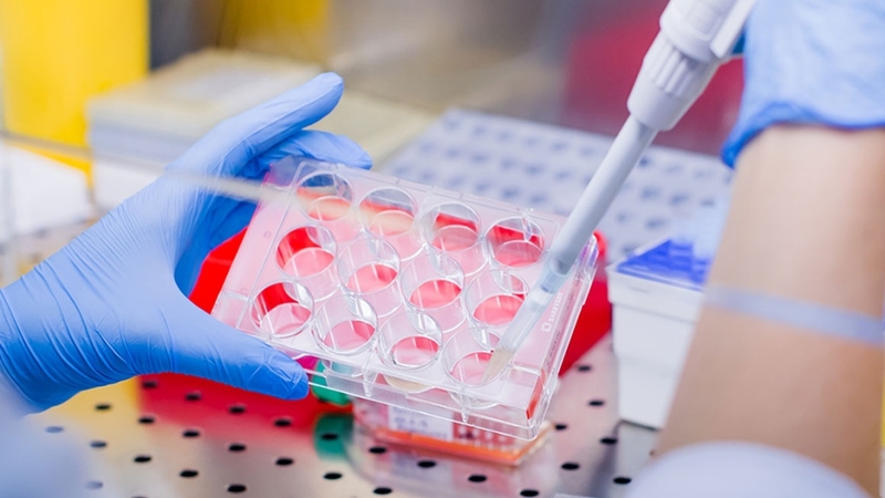 Tế bào gốc vạn năng cảm ứng và tính ứng dụng trong y học 1