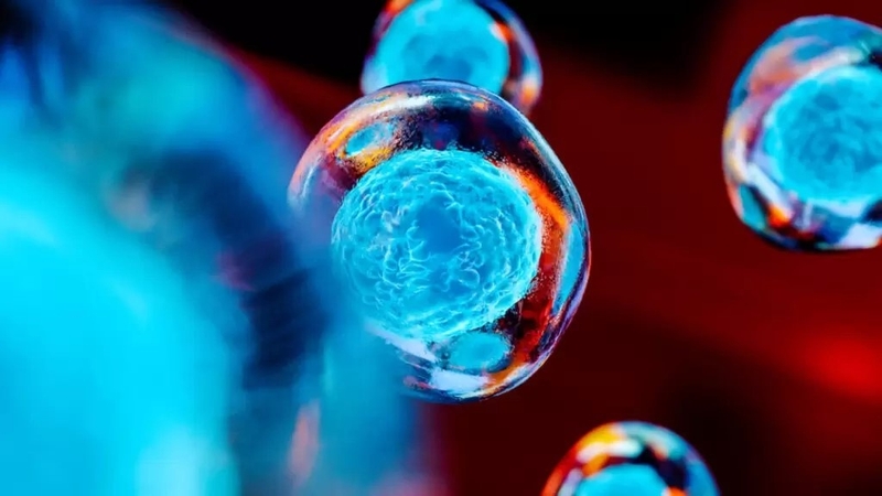 Tế bào gốc vạn năng cảm ứng và tính ứng dụng trong y học 4