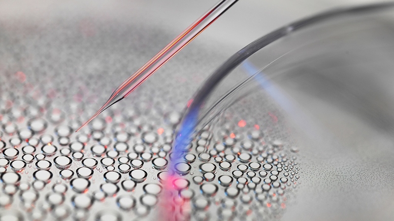 Tế bào gốc vạn năng cảm ứng và tính ứng dụng trong y học 3