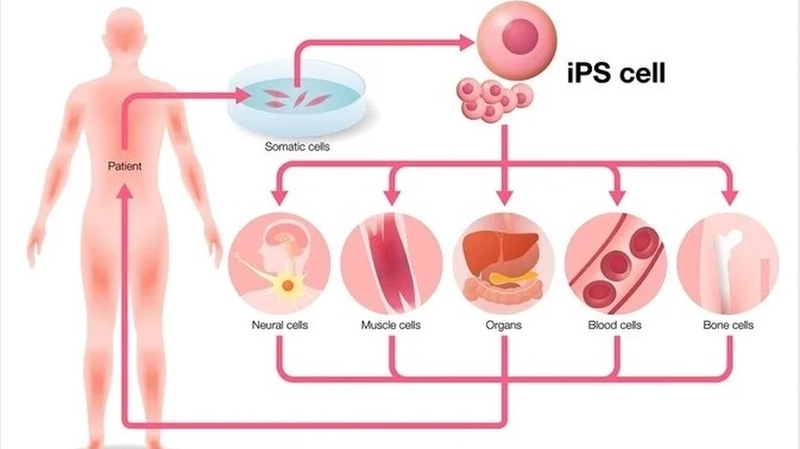 Tế bào gốc vạn năng cảm ứng và tính ứng dụng trong y học 2