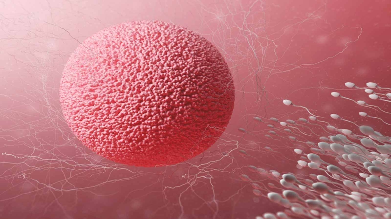 Tế bào lớn nhất trong cơ thể người là tế bào nào? 4