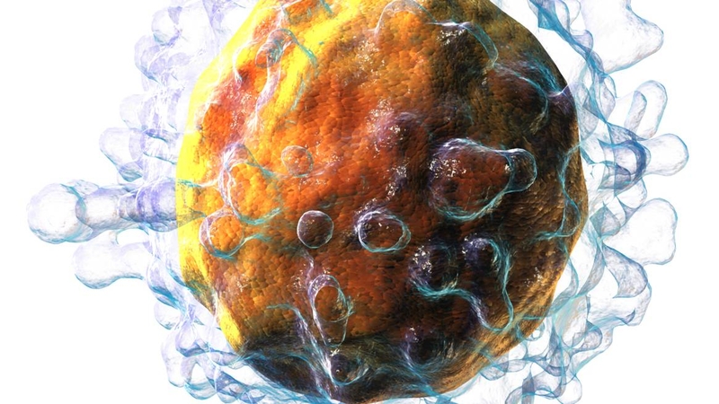 Tế bào lympho T có nguồn gốc từ tủy xương và trưởng thành trong tuyến ức