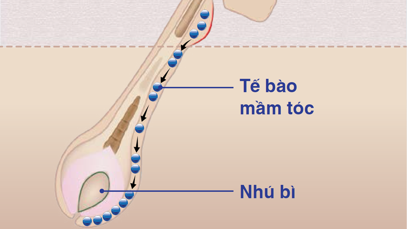 Tế bào mầm tóc: Chăm sóc tóc từ gốc 1