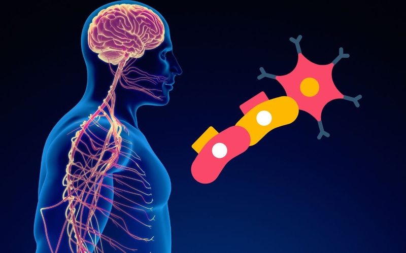 Tế bào Schwann là gì? Cấu trúc, chức năng và bệnh lý liên quan 1