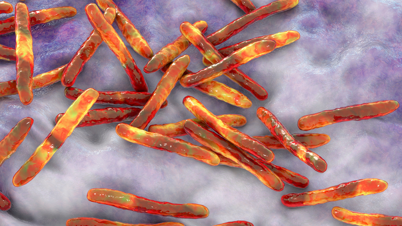 Tế bào T CD4 được phát hiện là yếu tố chính trong việc phòng ngừa bệnh lao 4