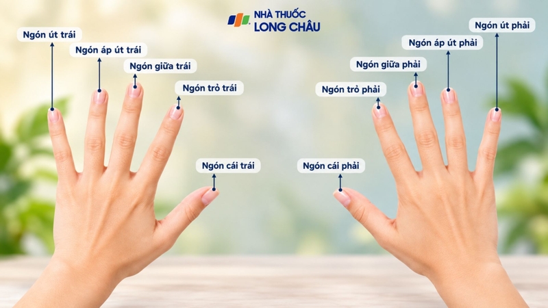 Tìm hiểu tên gọi các vị trí trên bàn tay giúp xác định chính xác vùng cần quan tâm