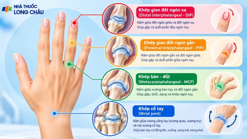 Hệ thống khớp, gân và dây chằng giúp bàn tay thực hiện nhiều chuyển động linh hoạt