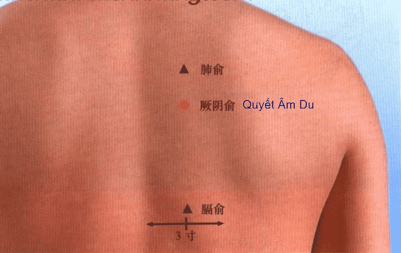 Huyệt quyết âm du là 1 trong 108 huyệt đạo quan trọng trên cơ thể con người