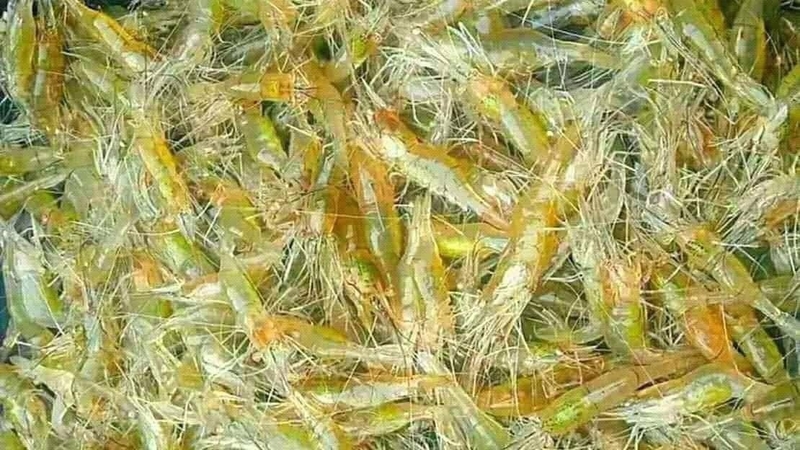 Tép bao nhiêu calo? Ăn nhiều có gây tăng cân hay không? 1