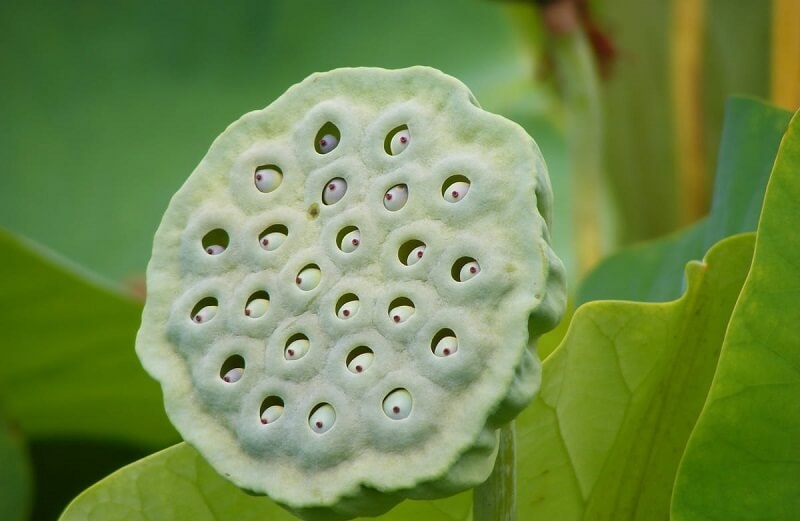 Test hội chứng sợ lỗ là gì? Nguyên nhân và cách điều trị hội chứng sợ lỗ 2