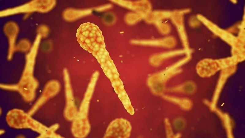 tetanus-vaccine-la-gi-nhung-dieu-can-biet-ve-tetanus-vaccine 1