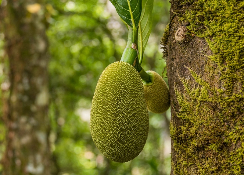 Thắc mắc: Bầu ăn mít được không?1