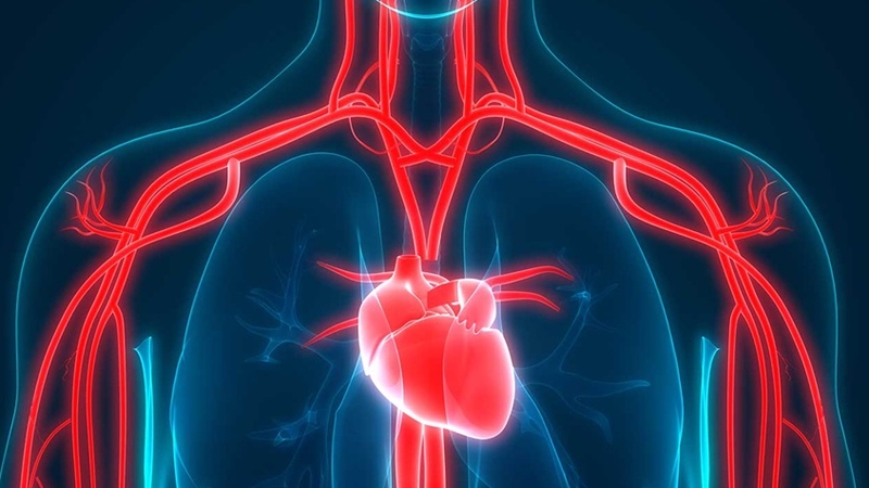 Bí ngòi ăn sống được không? Lợi ích của bí ngòi đối với sức khỏe 2