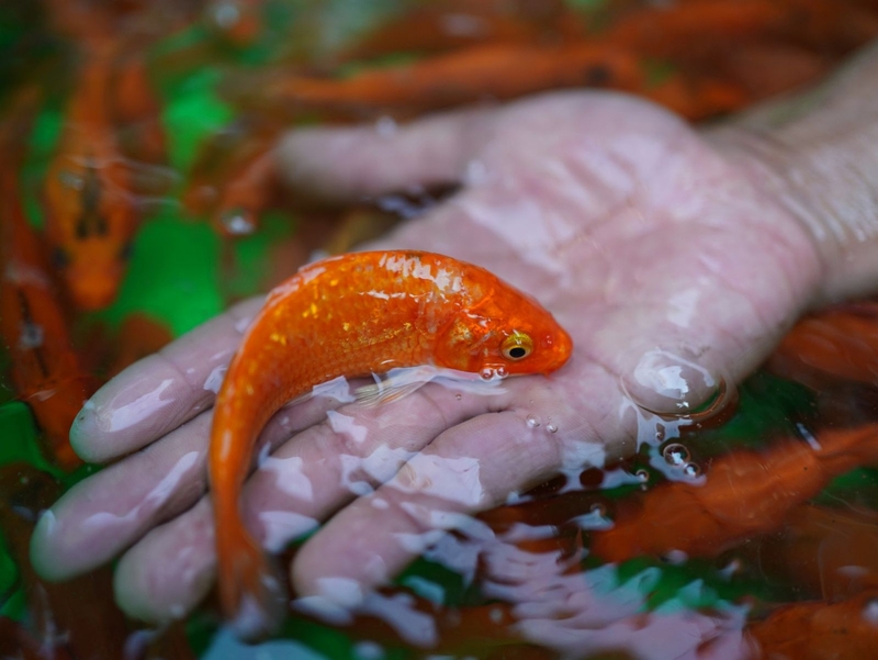 Thắc mắc: Cá chép đỏ có ăn được không?1