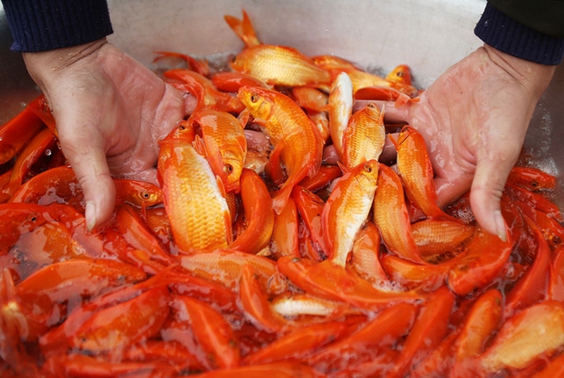 Thắc mắc: Cá chép đỏ có ăn được không?2