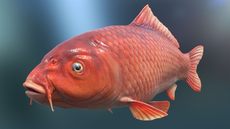 Thắc mắc: Cá chép đỏ có ăn được không?3